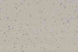 Линолеум Taralay Premium Compact Indiana 3788 NAURU фото  | FLOORDEALER